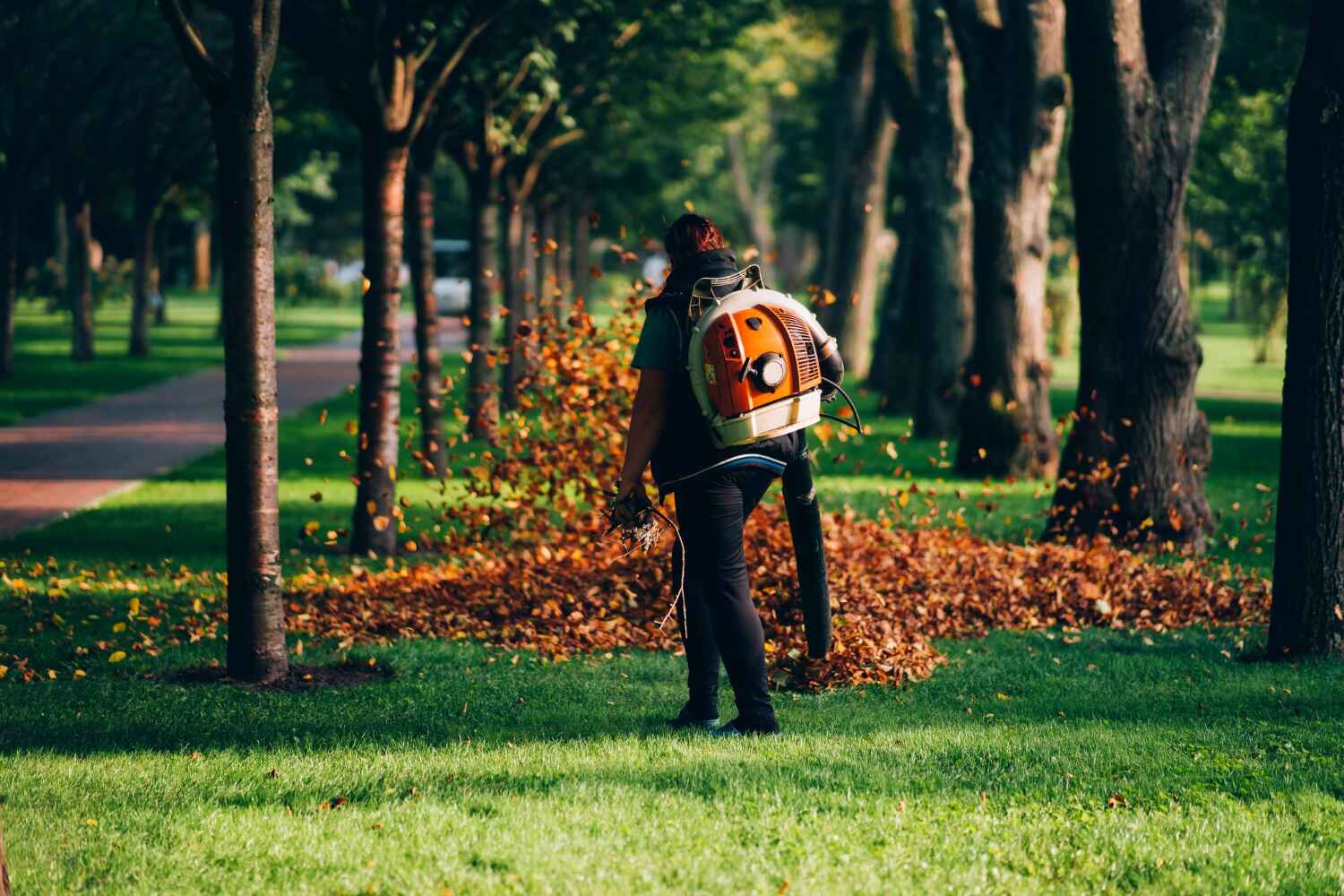 The Steps Involved in Our Tree Care Process in Indian River Shores, FL